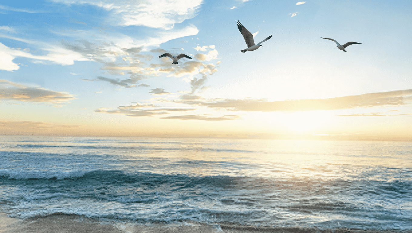 Seagulls on The Wild Atlantic Way, Kilcatten Lodge, Timoleague